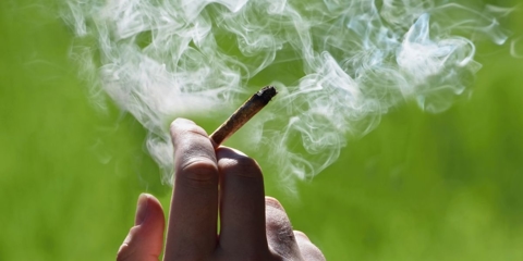 hand holding cannabis joint